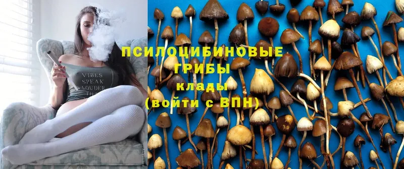 дарнет шоп  Гаврилов Посад  МЕГА ССЫЛКА  Галлюциногенные грибы Psilocybine cubensis 